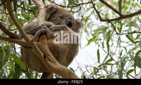 Koala sitzt in einem Baum, Raymond Island, Victoria, Australien Stockfoto