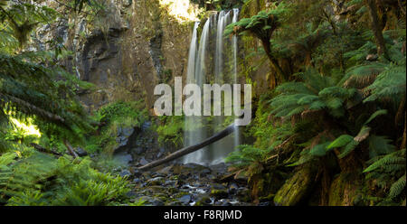 Regenwald Wasserfall, Buchenwald, Victoria, Australien Stockfoto