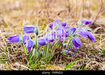 Wild-Frühling Blumen Pulsatilla Patens. Blühende Pflanze In der Familie Butterblume, heimisch in Europa, Russland, Mongolei, China, Canad Stockfoto