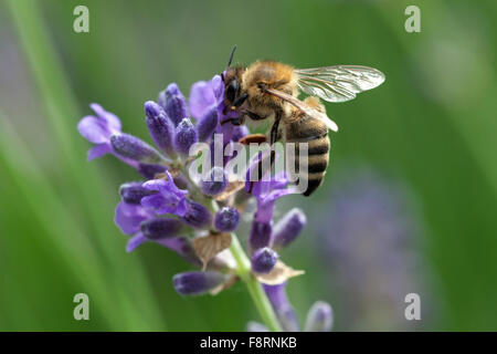 Honigbiene (Apis SP.) auf Lavendel (Lavandula sp.) Blume, Baden-Württemberg, Deutschland Stockfoto