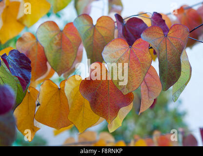 Blätter in Herbstfarben, Judasbaum (Cercis Siliquastrum), Forest Pansy Sorte, Bayern, Deutschland Stockfoto