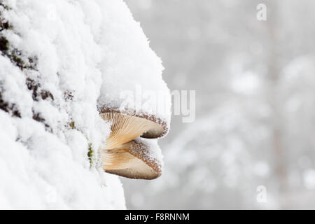 Austernpilz (Pleurotus Ostreatus) schneebedeckt, Hessen, Deutschland Stockfoto