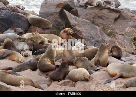 riesige Kolonie von Braun Seebär, Arctocephalus percivali in Cape Cross, Namibia, Weitwinkel, wahre Tierfotografie Stockfoto