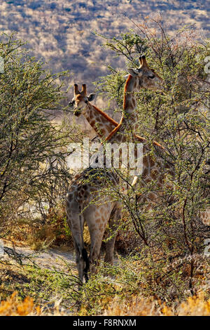 Erwachsene weibliche Giraffe mit Kalb Grazzing auf Baum im Etosha Nationalpark, Ombika, Kunene, Namibia, wahre Tierfotografie Stockfoto