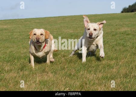 zwei gelbe Labrador Retriever laufen Stockfoto