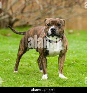 Staffordshire Bull terrier Stockfoto