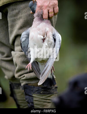 Mann mit einem Schuss Taube Stockfoto