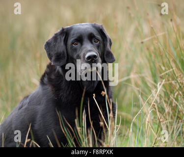 schwarzer Labrador retriever Stockfoto