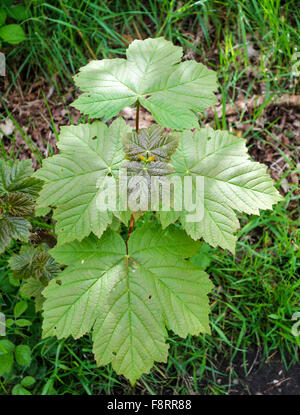 Neues Wachstum der Blätter im Frühling eines Plateaubaums von Sycamore (Acer pseudoplatanus), England, Großbritannien Stockfoto