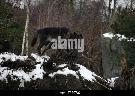 Wölfe im Zoo Hannover, Low Sachsen. Stockfoto