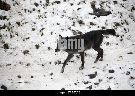 Wölfe im Zoo Hannover, Low Sachsen. Stockfoto