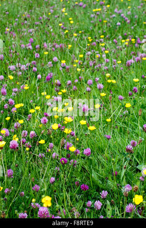 Eine Wildblumenwiese Hahnenfuß (Ranunculus) und Rotklee (Trifolium Pratense) Stockfoto