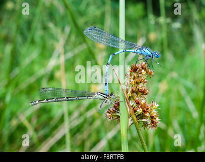 Zwei gemeinsame Blau damselflies (Enallagma cyathigerum) Paarung, England, Großbritannien Stockfoto