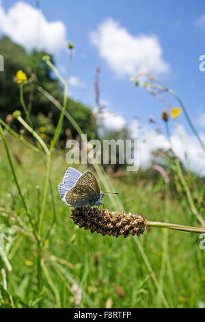 Ein männlicher gemeiner blauer Schmetterling (Polyommatus icarus), der während des Hochsommers auf einem Kochbananen (Plantago Major) ruht Stockfoto