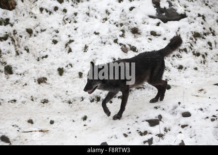 Wölfe im Zoo Hannover, Low Sachsen. Stockfoto