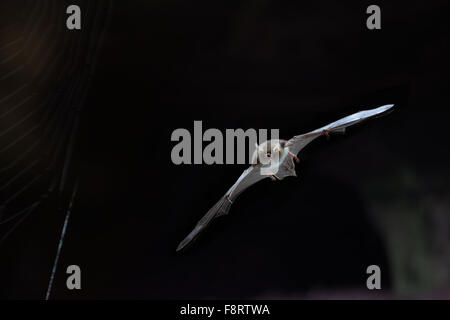 Natterer Fledermaus Myotis Nattereri im Flug Stockfoto