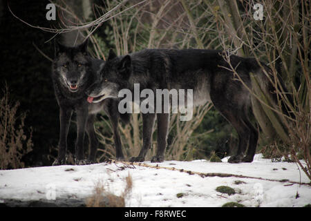 Wölfe im Zoo Hannover, Low Sachsen. Stockfoto