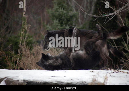 Wölfe im Zoo Hannover, Low Sachsen. Stockfoto