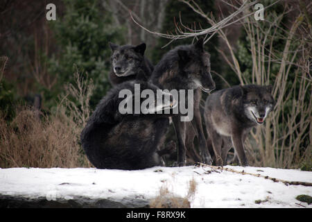 Wölfe im Zoo Hannover, Low Sachsen. Stockfoto