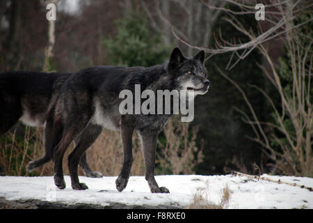 Wölfe im Zoo Hannover, Low Sachsen. Stockfoto