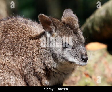 Australische Parma Wallaby, (Macropus Parma), ursprünglich aus New South Wales Stockfoto