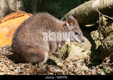 Australische Parma Wallaby, (Macropus Parma), ursprünglich aus New South Wales Stockfoto