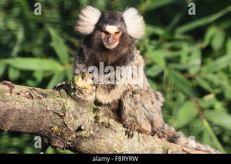 South American Weißbüschelaffe (Callithrix Jacchus), ursprünglich aus der nordöstlichen Küste von Brasilien. Stockfoto