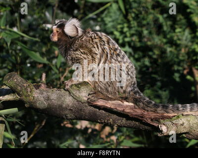 South American Weißbüschelaffe (Callithrix Jacchus), ursprünglich aus der nordöstlichen Küste von Brasilien. Stockfoto