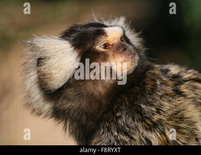 Brasilianischen gemeinsamen Marmoset (Callithrix Jacchus)-Porträt Stockfoto