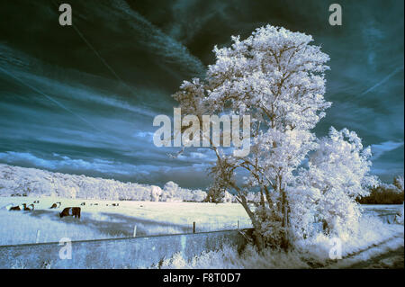 Atemberaubende einzigartige Infrarot Landschaft mit Falschfarben Auswirkungen Stockfoto