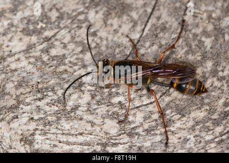 Schlamm Dauber, Schlamm Wespe, Orientalische Mauerwespe, Asiatische Lehmtopfwespe, Mörtelwespe, Sceliphron Curvatum, Pelopoeus Curvatus Stockfoto