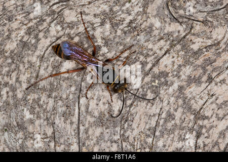 Schlamm Dauber, Schlamm Wespe, Orientalische Mauerwespe, Asiatische Lehmtopfwespe, Mörtelwespe, Sceliphron Curvatum, Pelopoeus Curvatus Stockfoto