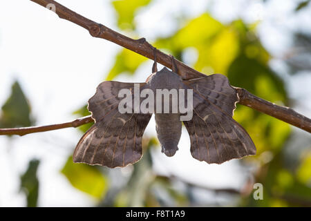 Pappel Hawk-Moth, Pappel Hawkmoth, Männlich, Pappelschwärmer, Männchen, Pappel-Schwärmer, Laothoe Populi, Sphinx Populi, Schwärmer Stockfoto