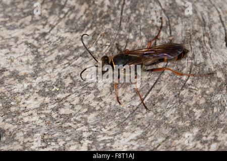 Schlamm Dauber, Schlamm Wespe, Orientalische Mauerwespe, Asiatische Lehmtopfwespe, Mörtelwespe, Sceliphron Curvatum, Pelopoeus Curvatus Stockfoto