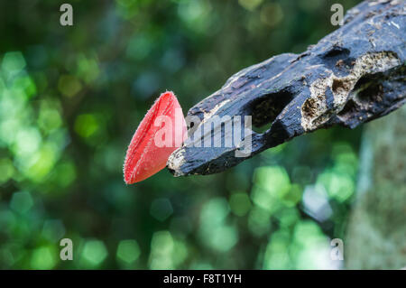 Rosa Pilze Tasse Stockfoto