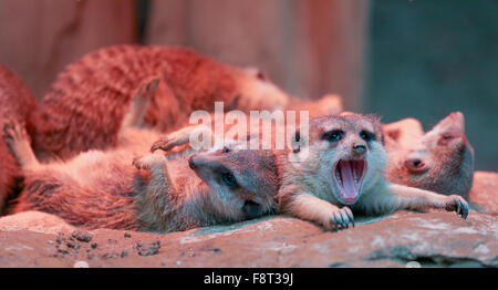 Osnabrück, Deutschland. 11. Dezember 2015. Meercats (Suricata Suricatta), legen Sie unter ein warmes Licht im Zoo in Osnabrück, 11. Dezember 2015. Foto: FRISO GENTSCH/DPA/Alamy Live-Nachrichten Stockfoto