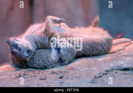 Osnabrück, Deutschland. 11. Dezember 2015. Meercats (Suricata Suricatta), legen Sie unter ein warmes Licht im Zoo in Osnabrück, 11. Dezember 2015. Foto: FRISO GENTSCH/DPA/Alamy Live-Nachrichten Stockfoto