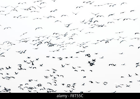 Kraniche (Grus Grus) strömen im Flug am Abend Licht, Lac du Der, Haute-Marne, Frankreich. Stockfoto