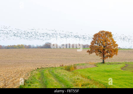 Kraniche (Grus Grus) strömen im Flug mit Motion Blur und Herbst Baum ein Feld, Lac du Der, Haute-Marne, Frankreich. Stockfoto