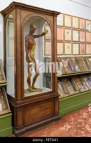 Florenz. Italien. Sammlung von 18. Jahrhundert anatomische Wachsmodelle bei La Specola, Museum für Zoologie und Naturgeschichte. Stockfoto