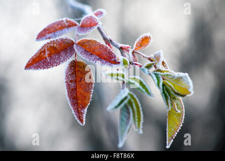 Gefrorene Blätter im Herbst Stockfoto