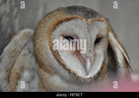 Schleiereule Tyto Alba (Scopoli) ein Herz geformt Gesicht Buff zurück und Flügel und reinweiß Unterkörper, es ist ein unverwechselbares Vogel beten. Stockfoto