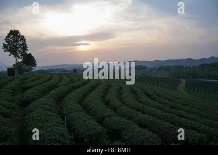 Blick auf den Sonnenuntergang der nebligen Bergen über Zeilen Tee in einer Teeplantage in der Nähe von Chiang Rai im Norden Thailands, Südostasien Stockfoto