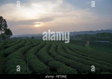 Blick auf den Sonnenuntergang der nebligen Bergen über Zeilen Tee in einer Teeplantage in der Nähe von Chiang Rai im Norden Thailands, Südostasien Stockfoto