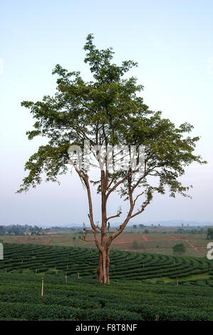 Baum steht mit Blick auf eine Teeplantage in der Nähe von Chiang Rai im Norden Thailands, Südostasien Stockfoto