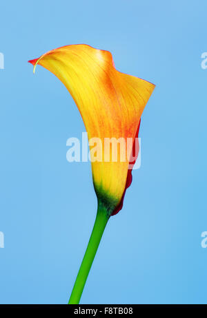 Feuerlilie Calla Zantedeschia Blumen auf blauem Hintergrund Stockfoto