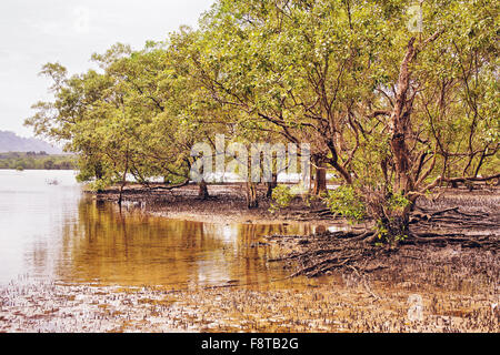 Mangrovensumpf bei Ebbe in Thailand Stockfoto