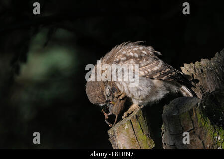 Minervas Eule / kleine Eule / Steinkauz (Athene Noctua) Essen eine Maus (Tiere). Stockfoto