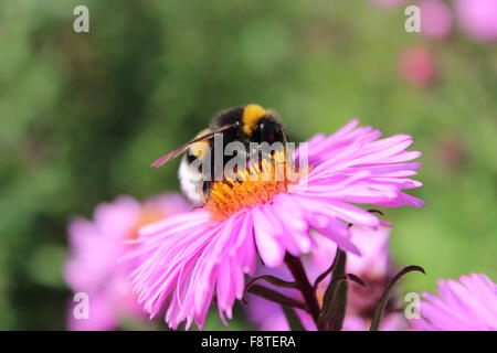 Hummel sitzt auf der Aster und sammelt den Nektar Stockfoto