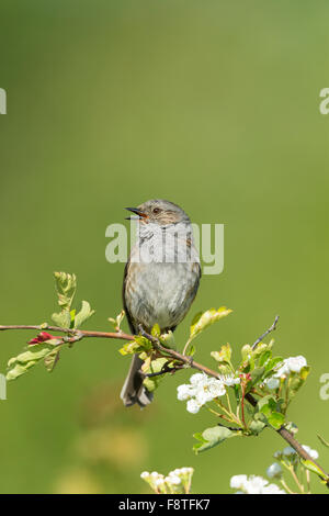 Heckenbraunelle Prunella Modularis, Erwachsene, Gesang thront gemeinsam Weißdorn Crataegus Monogyna, Bempton Cliffs, Yorkshire, Großbritannien im Juni. Stockfoto